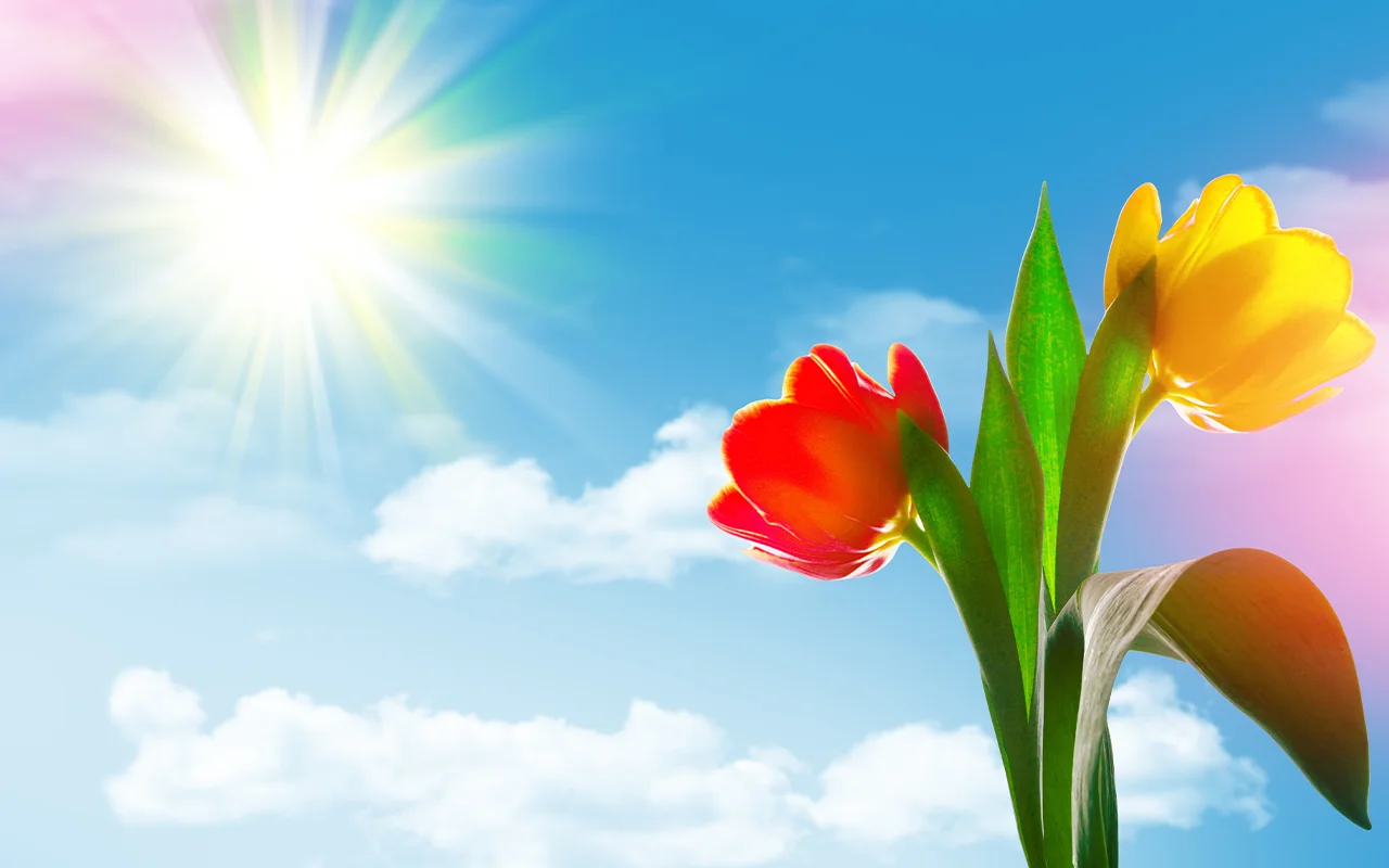 sun and tulips